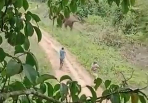 فيديو مرعب لفيل جريح وغاضب يسحق حارس غابة حتى